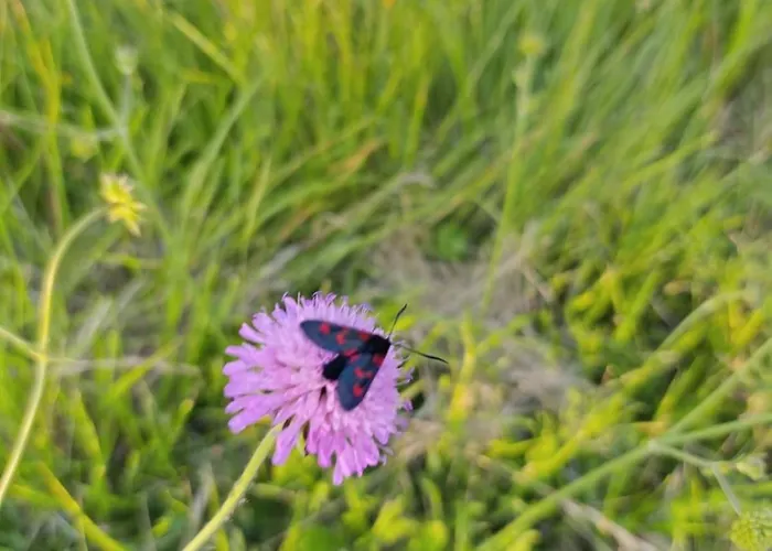 Casa Bravari Rustic Istrian Stone House * Kascerga